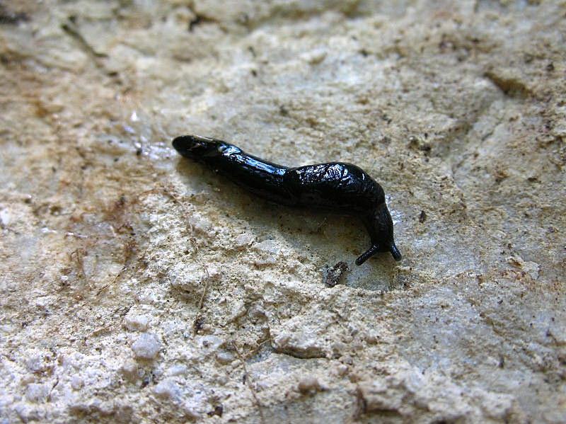 Deroceras planarioides (Simroth, 1910)